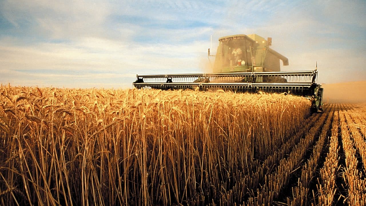 Cosechadora combinada segando maíz