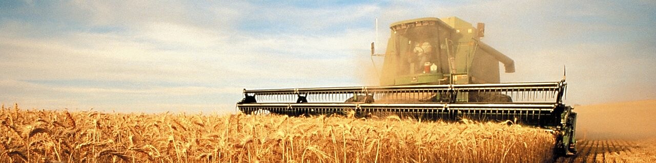 Cosechadora combinada segando maíz