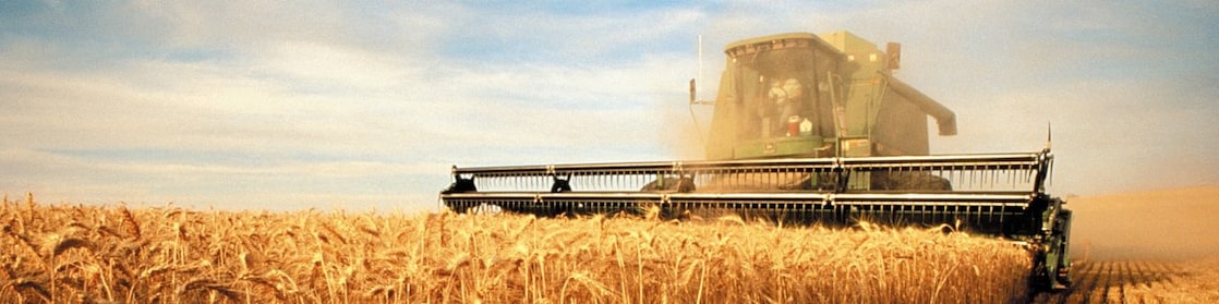 Cosechadora combinada segando maíz