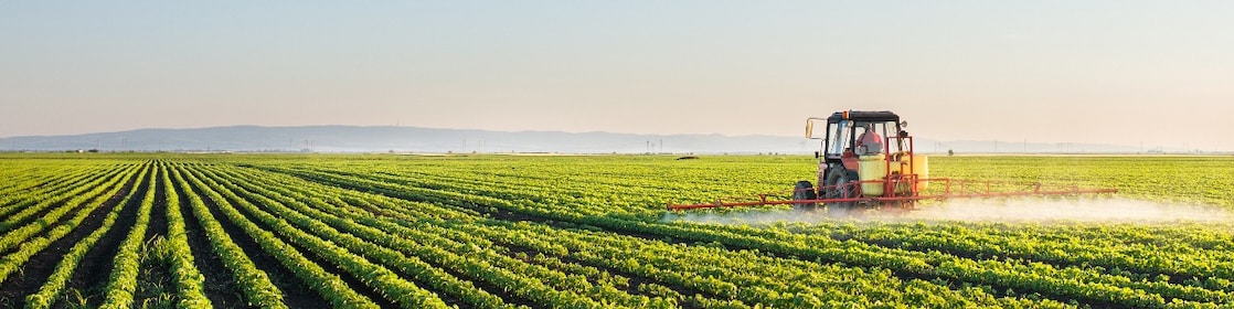 campo verde