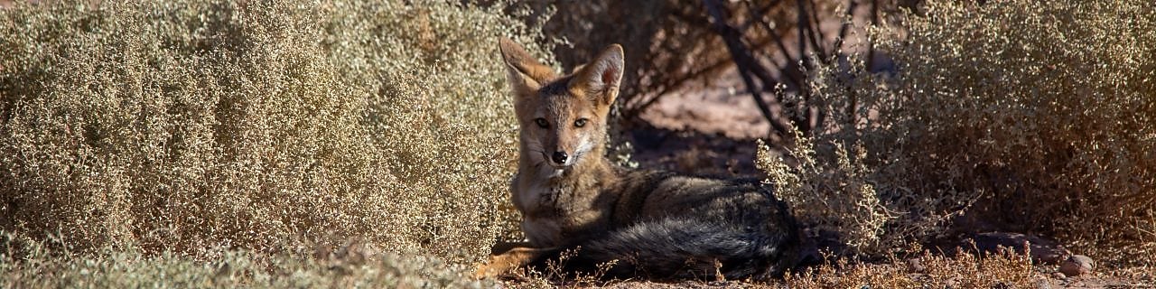 Native fauna of Sierras Blancas, Neuquén