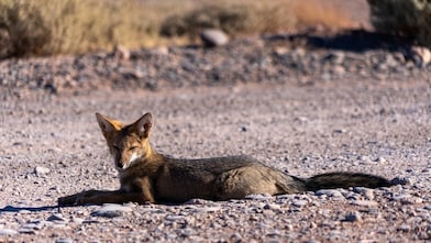 Native fauna of Sierras Blancas, Neuquén