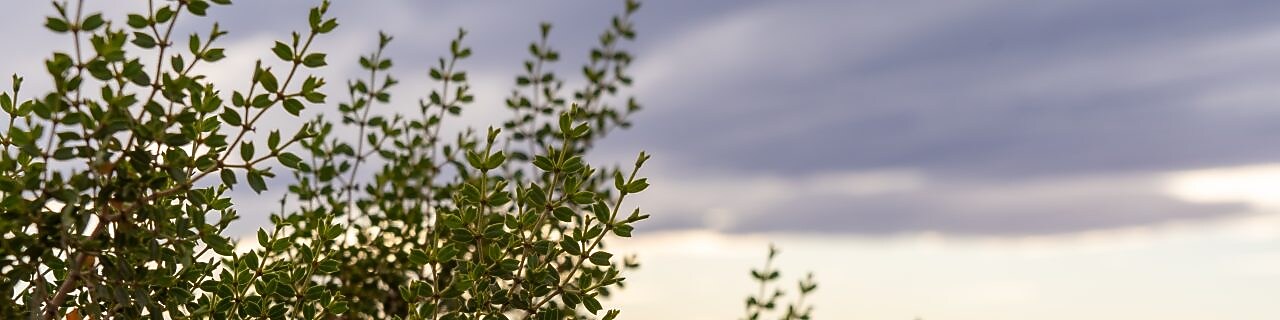 Native flora found in Sierras Blancas, Neuquén