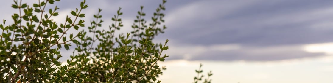 Native flora found in Sierras Blancas, Neuquén