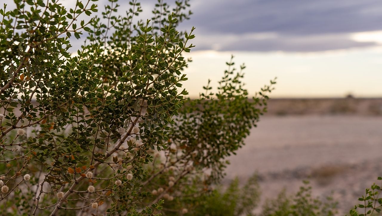 native flora found in Sierras Blancas, Neuquén